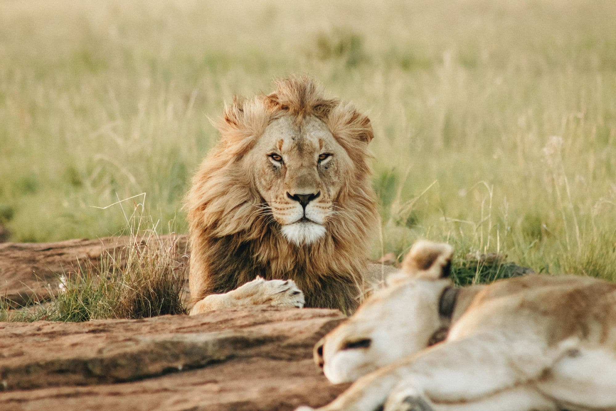 Luxury African Safari