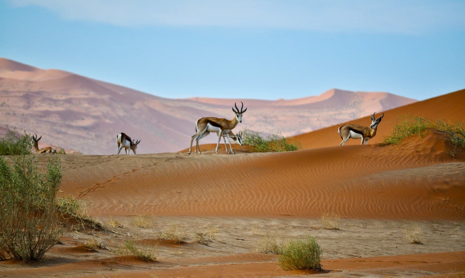 South to Sossusvlei