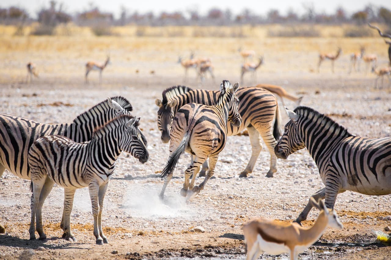 Into Etosha