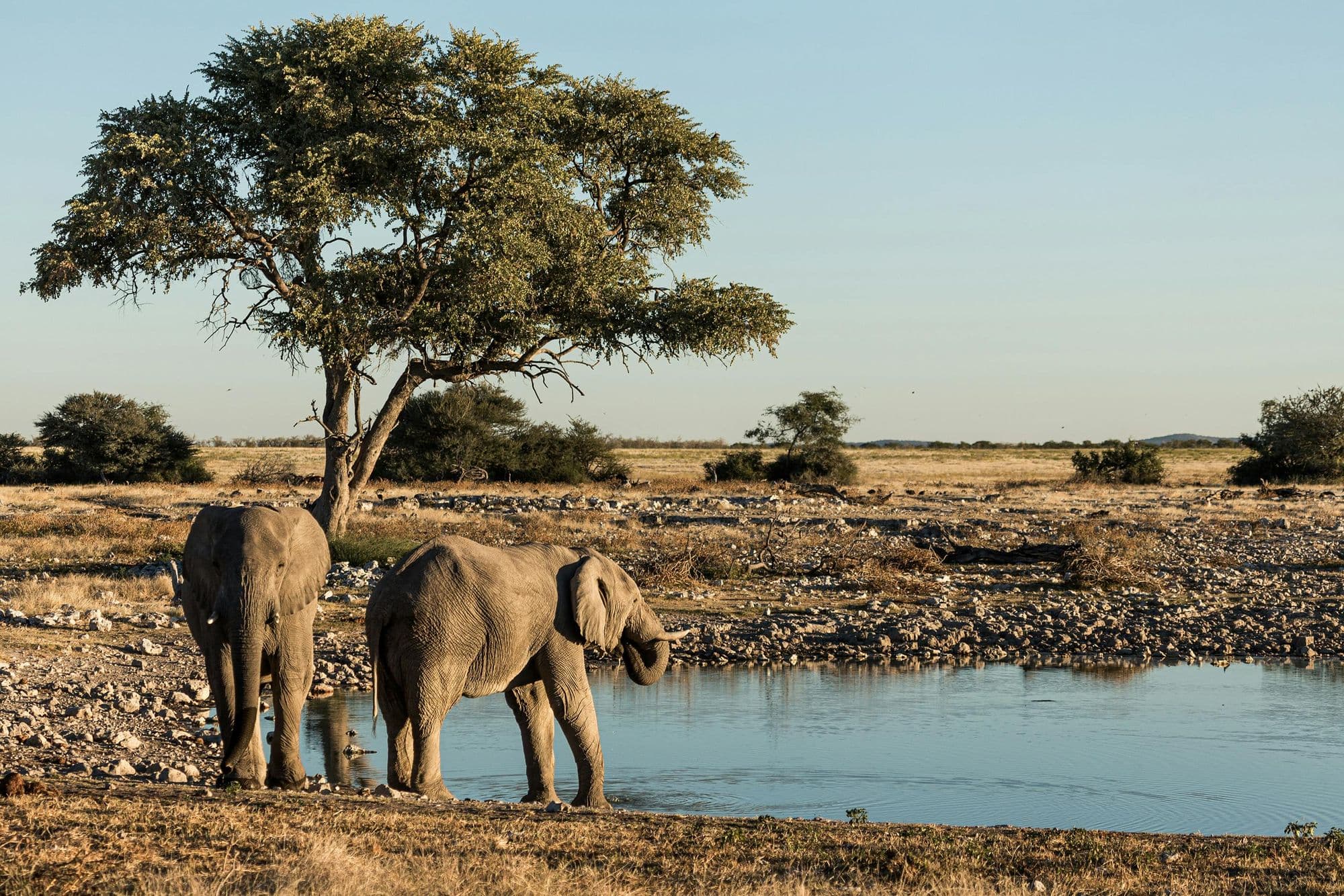 Drive to Etosha