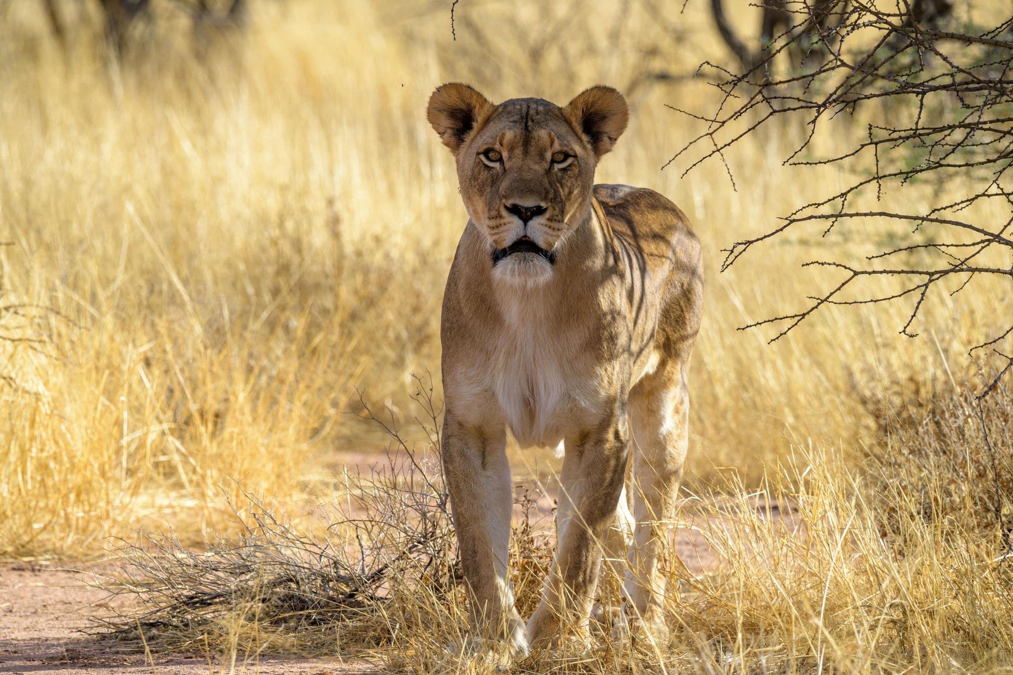Namibia