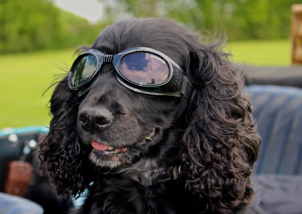 Norfolk Canine Car Tour