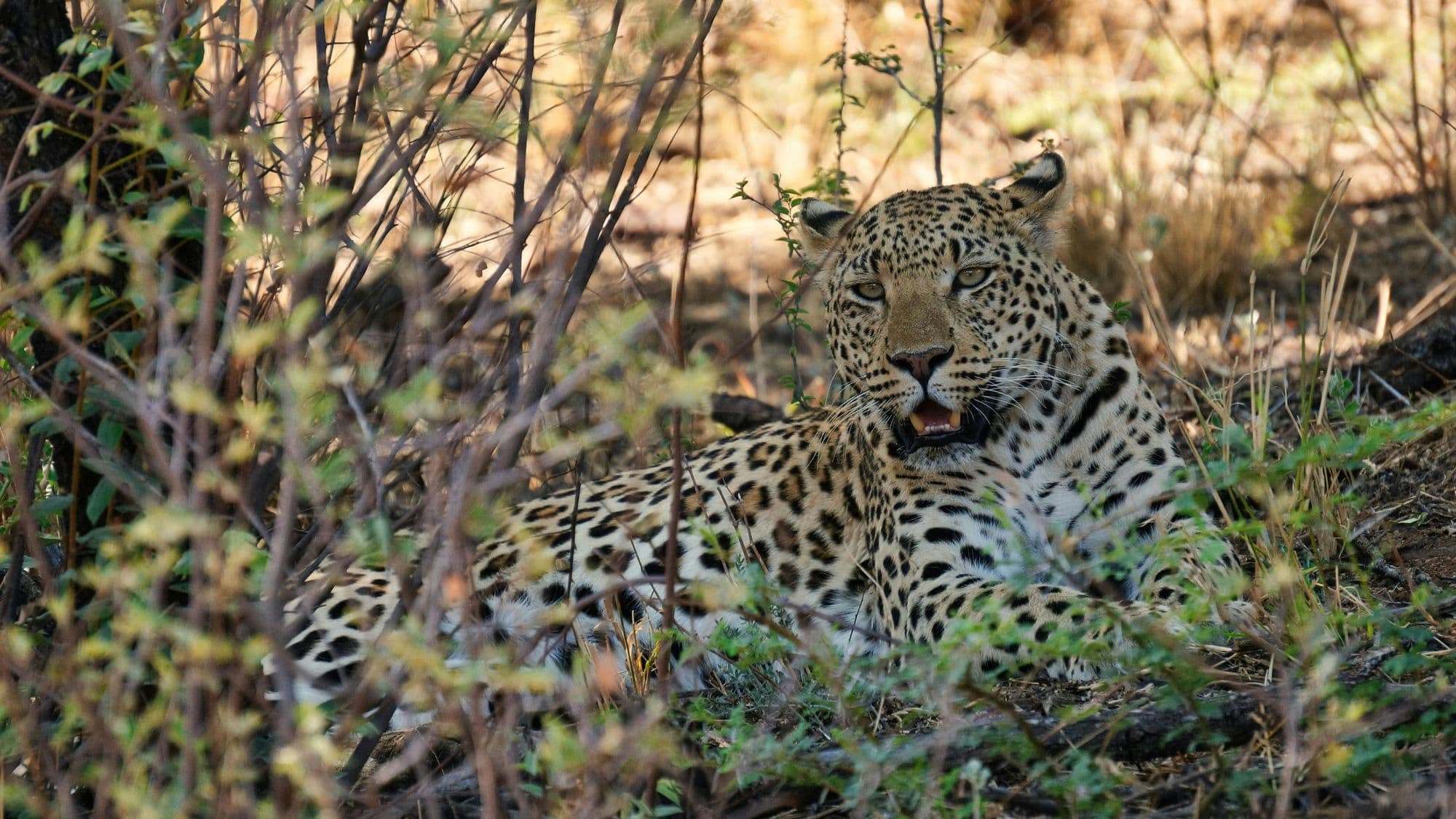 Okonjima Nature Reserve